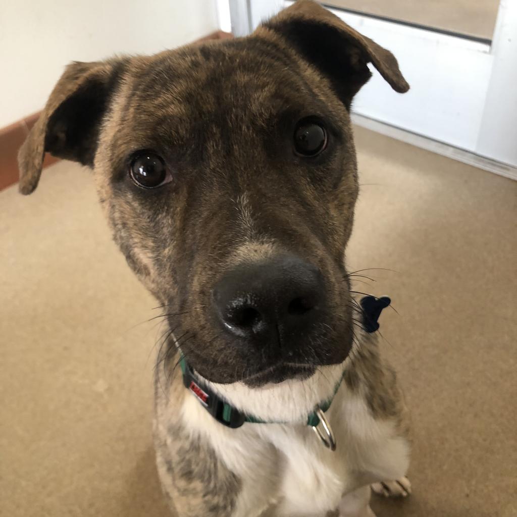 Adoptable Male Male