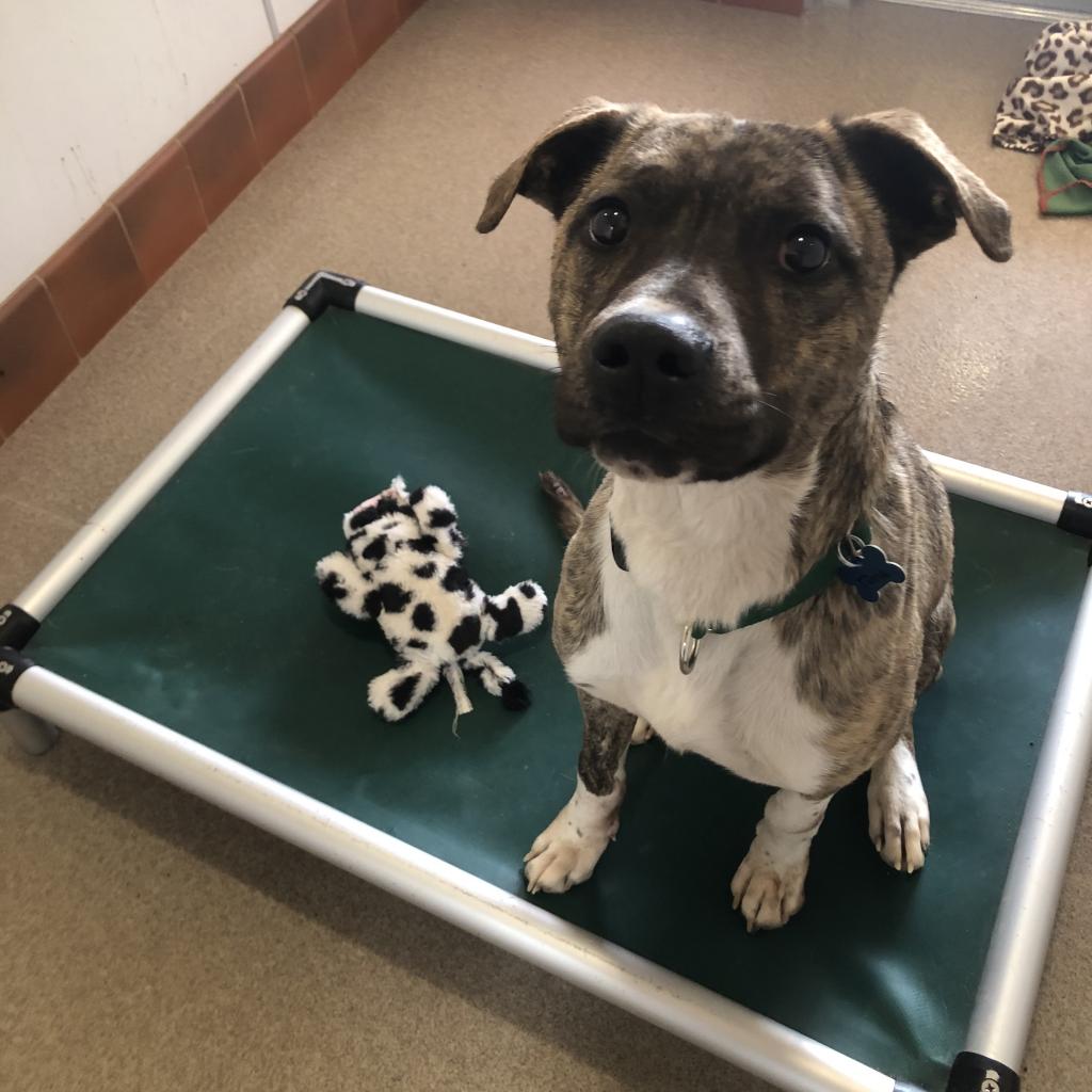 Adoptable Male Male