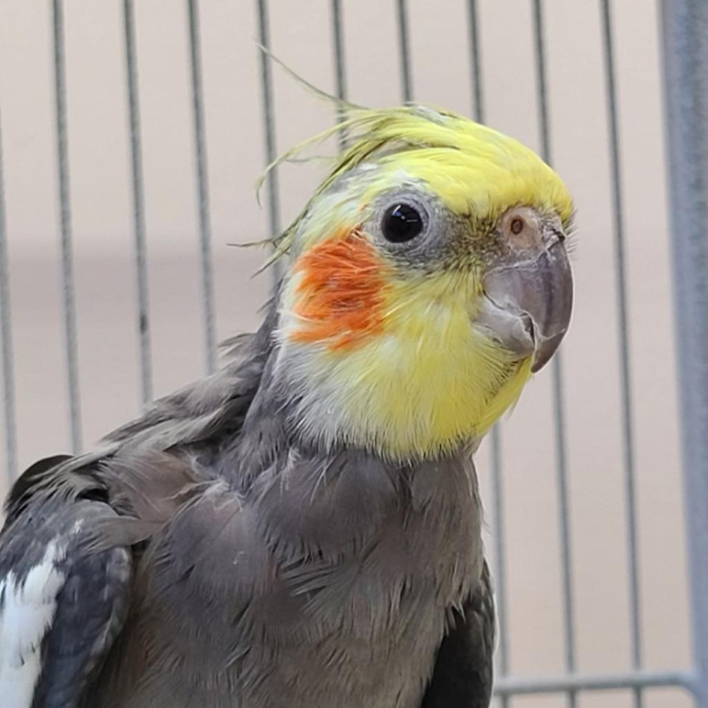 Kanobi - 