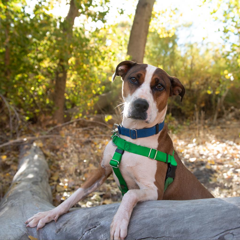 Maisy - 