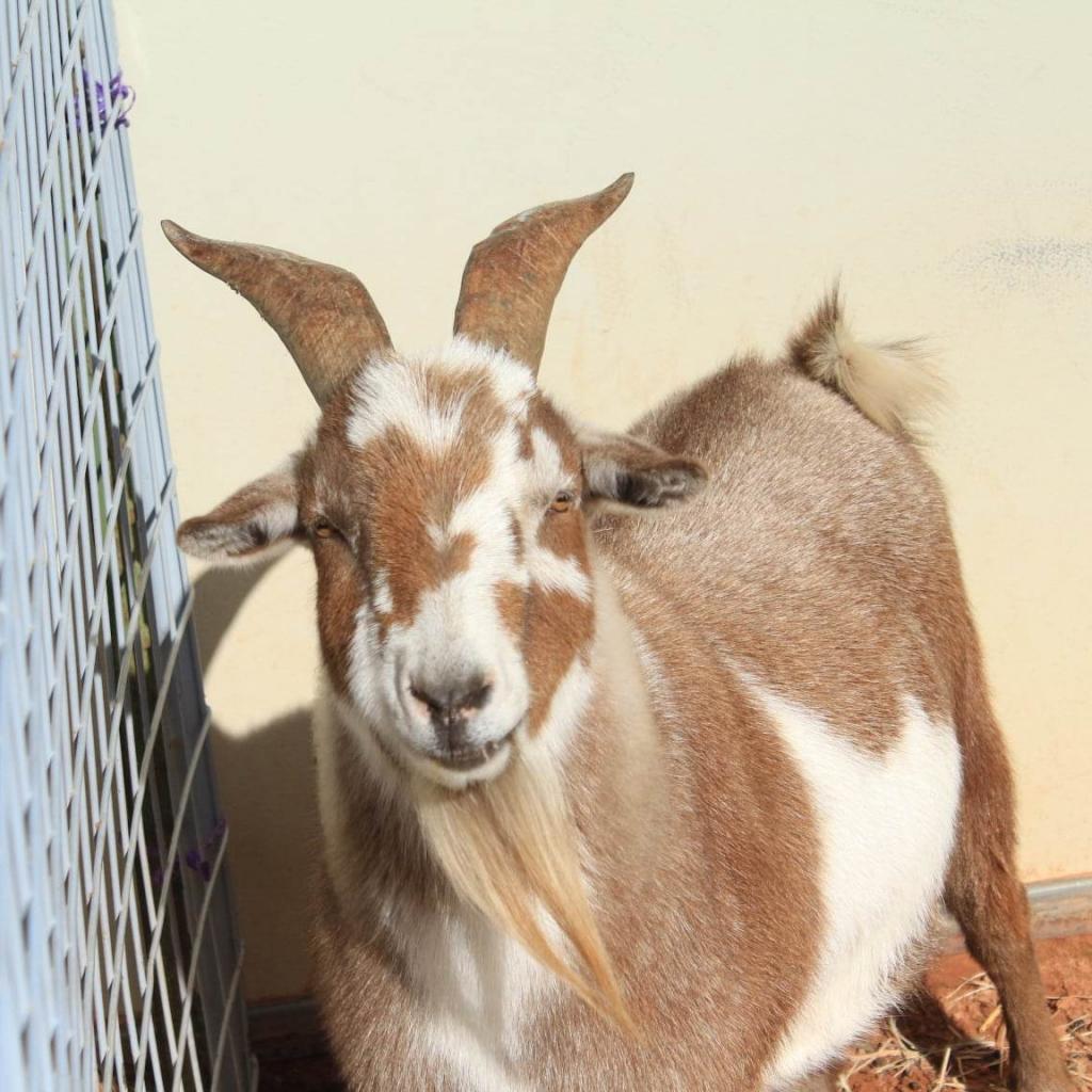 Adoptable Male Male