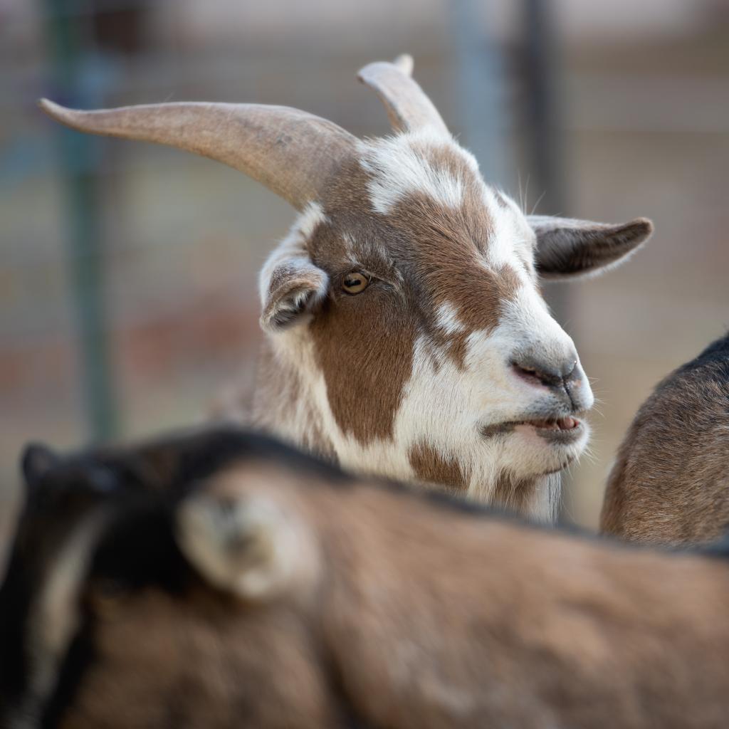 Adoptable Male Male