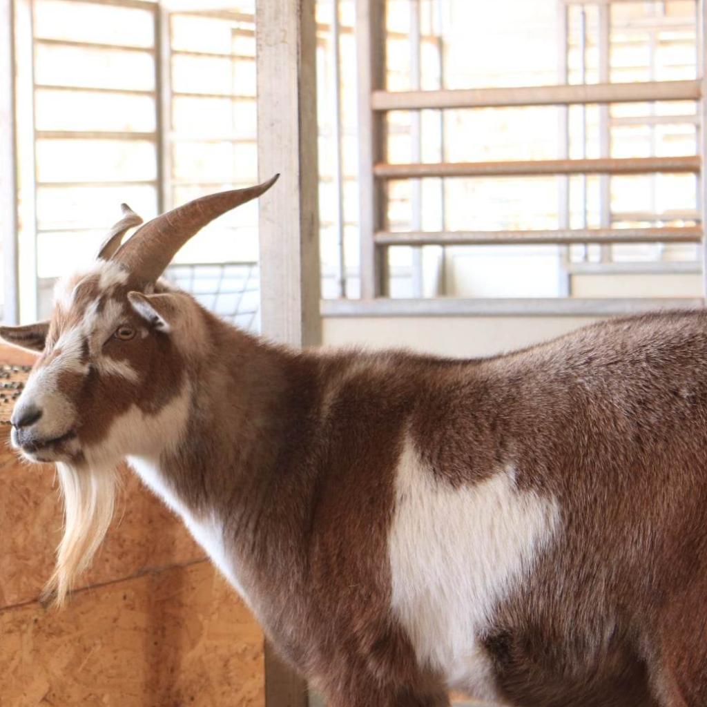 Adoptable Male Male