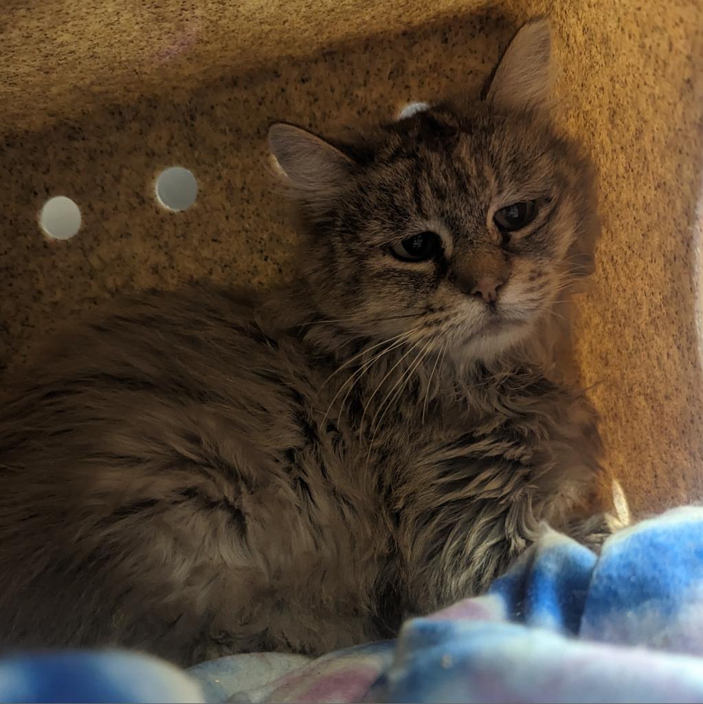 Adoptable Female Female