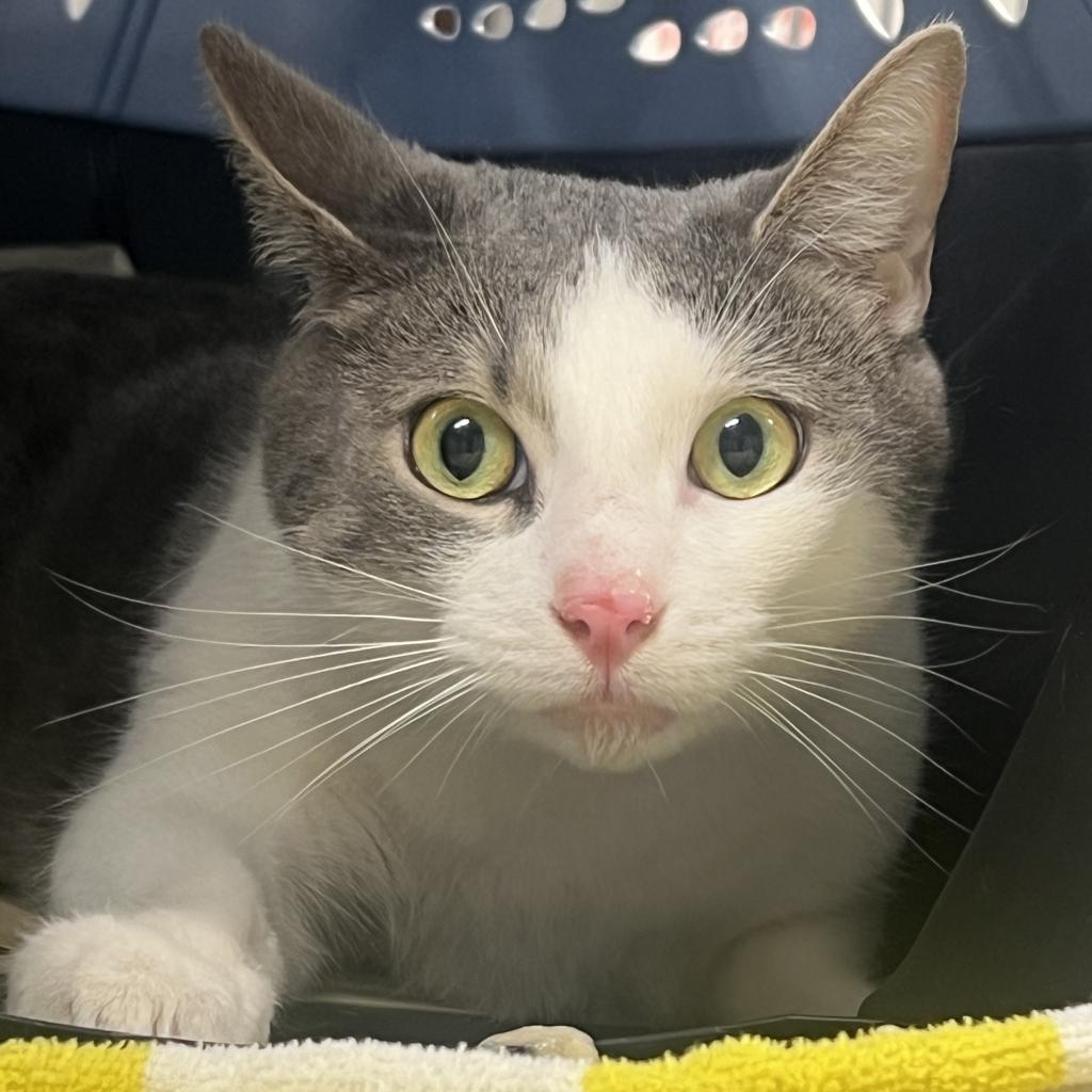 Reno - Domestic Shorthair