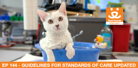 A white cat taking a bath in a small blue tub in an animal clinic